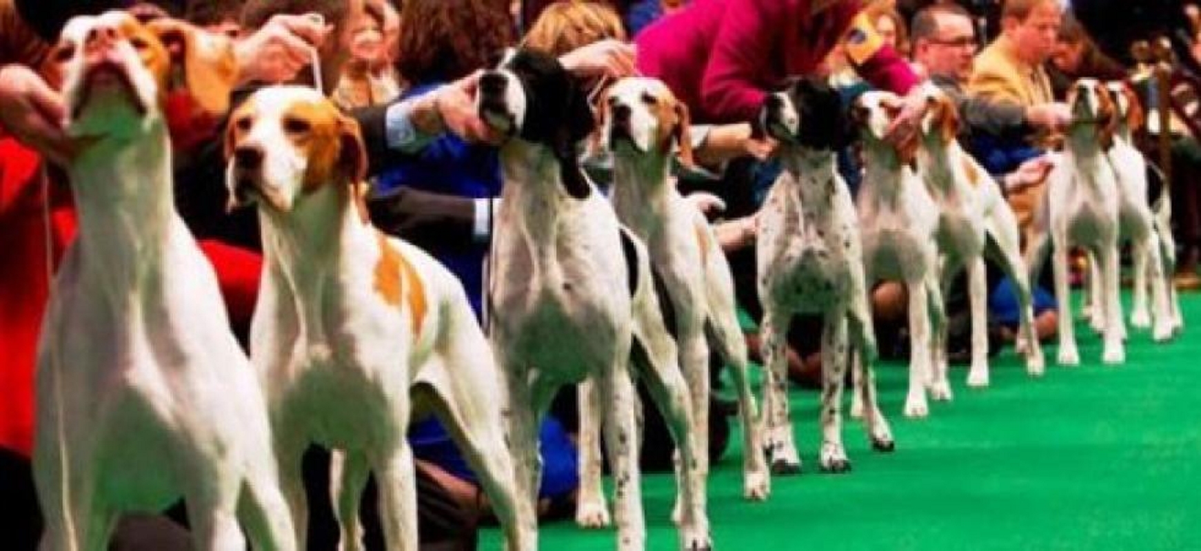 Doppia Esposizione Canina a Riva del Garda