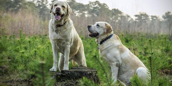 Festa dAutunno con gli animali del Rifugio di Bea 