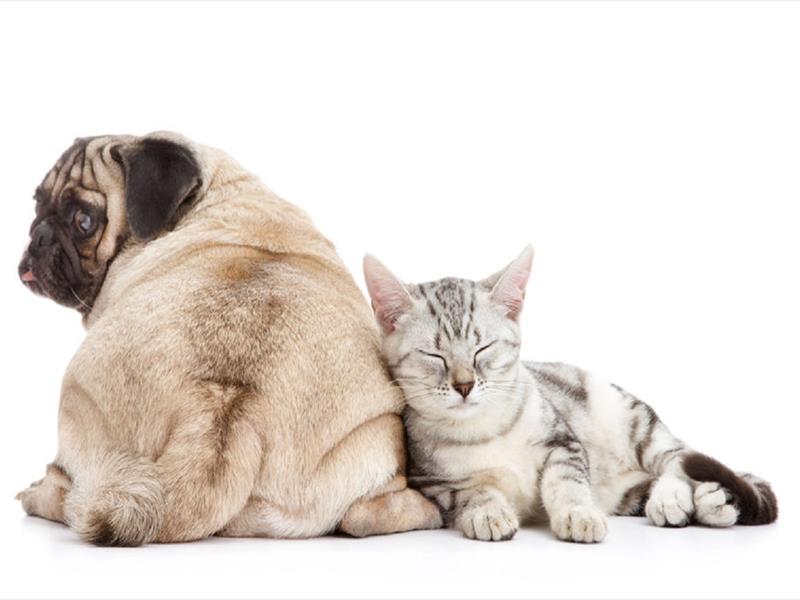 Cani e Gatti fanno bene ai bambini