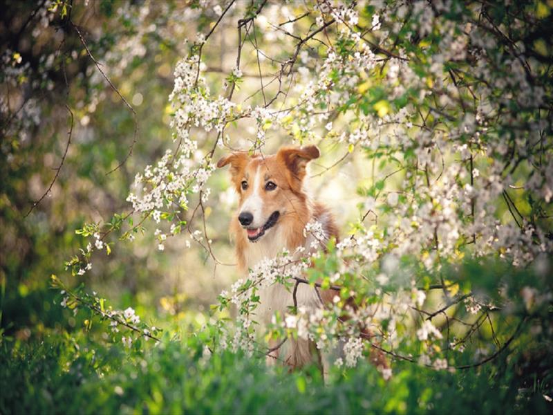 Allarme processionaria: come riconoscerla e come proteggere il tuo amico a 4 zampe - Proteggi il tuo animale dalla processionaria