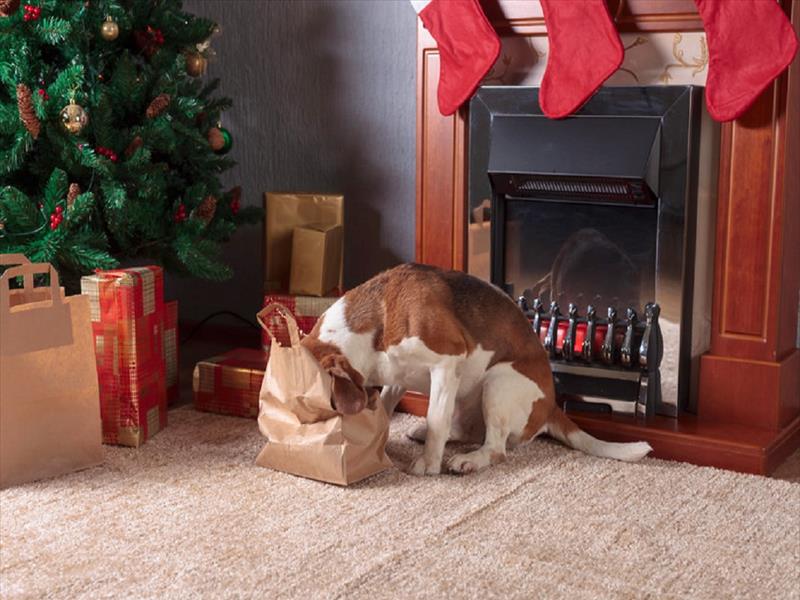 Cane curioso nel sacchetto vicino allalbero di Natale