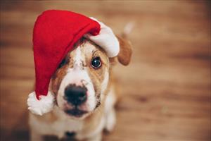 Desideri natalizi di un cagnolino viaggiatore