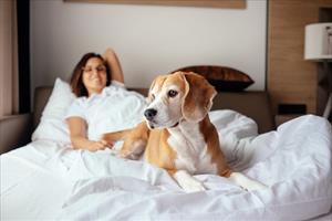 Vivere con un cane: tra aspettative e realt 