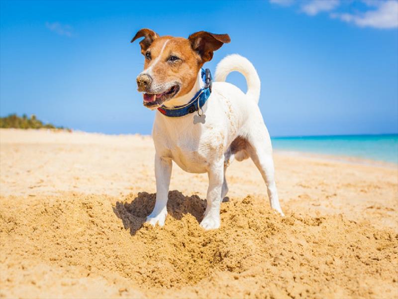 Anche gli animali soffrono il caldo, ecco come proteggerli