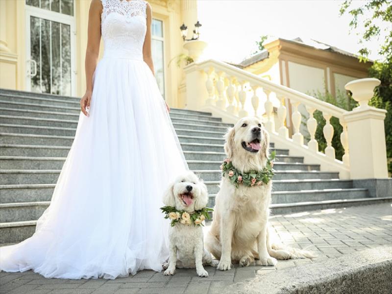 Sposa con due cani decorati su una scalinata