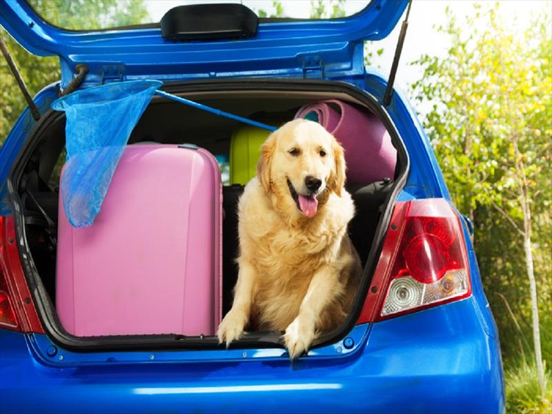 LItalia scopre il business delle vacanze pet-friendly