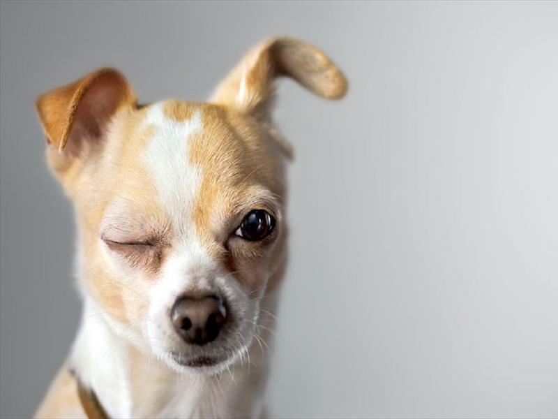 A Vieste arriva il gelato per cani