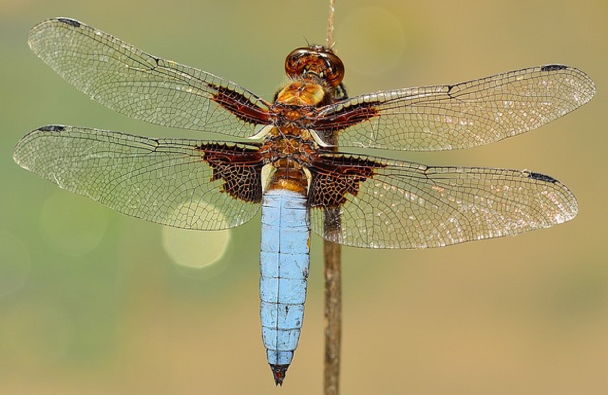 EntoModena - Rassegna internazionale di scambio insetti - Modena 