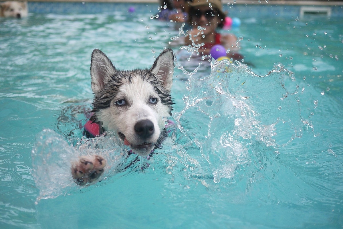 Dog Splash - Pieve Porto Morone (Pavia) 