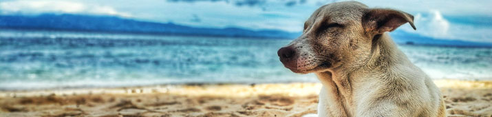 Vacanze mare con il cane