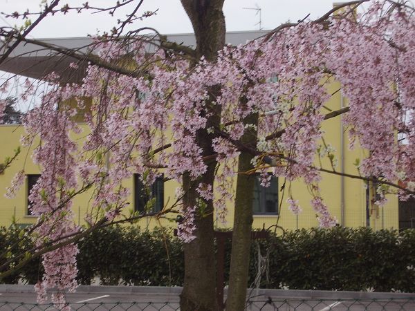 Ristorante Pinotti - foto 10057.jpg