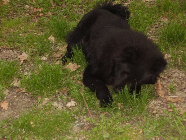 Ristorante Pinotti - foto 10058.jpg