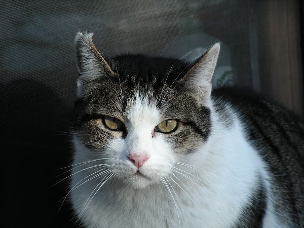 Agriturismo Ai Guiet - foto 10441.jpg