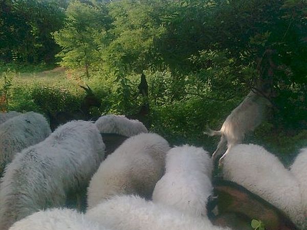 El Ciabot  Ed Po - foto 10805.jpg