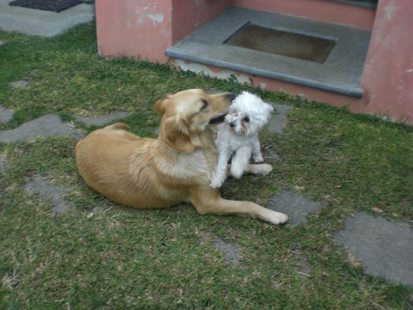 Natta di Monte Tabor  - foto 11196.jpg