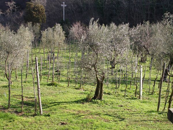 Agriturismo Podere Il Poggiolo - foto 11799.jpg