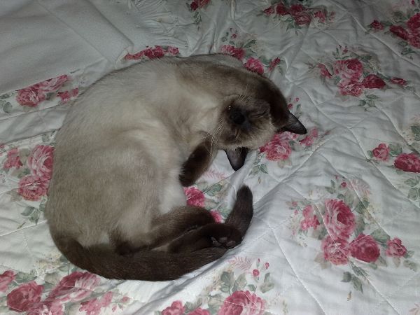 Agriturismo Vadonnino Antico Borgo - foto 2564.jpg