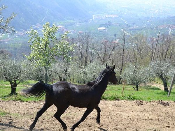 Agriturismo La Corte - foto 12523.jpg