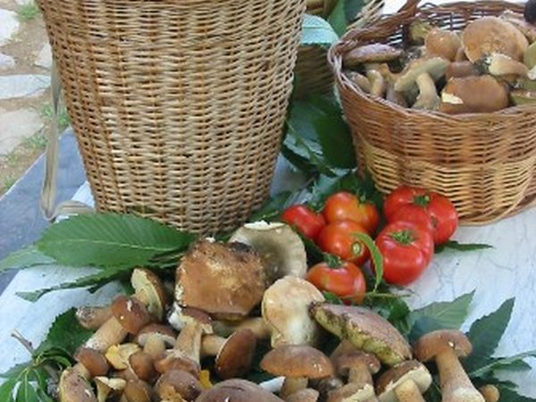 Agriturismo Saudon - foto 12717.jpg