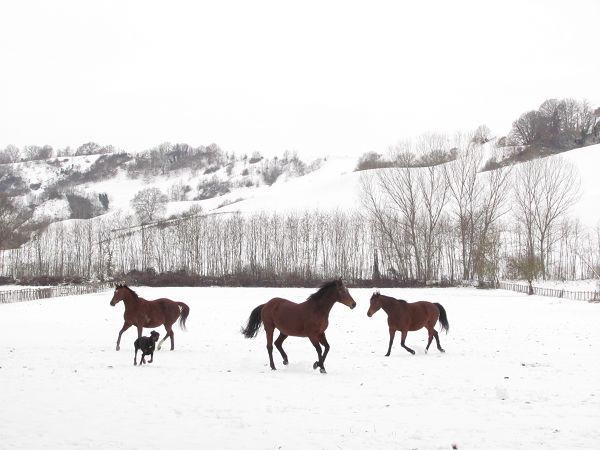 Podere Capannacce e Torricella - foto 13372.jpg