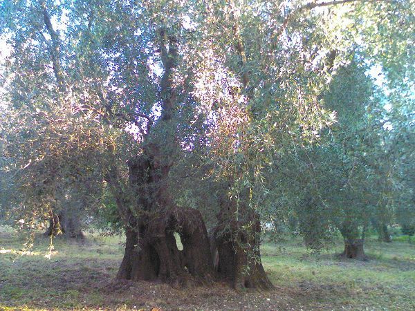 Agriturismo la Ruota - foto 2905.jpg