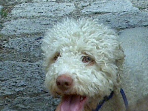 Agriturismo San Fabiano - foto 13834.jpg