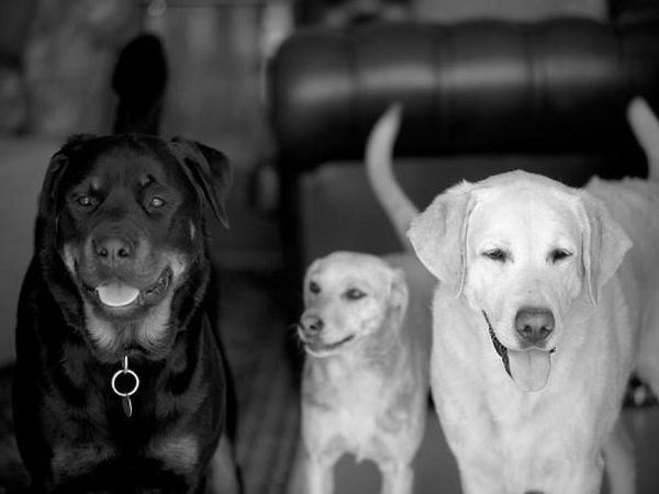 Il Sassone Tenuta in Maremma - foto 13987.jpg