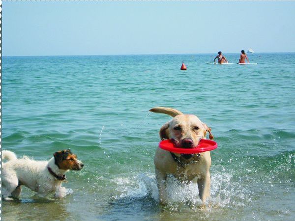 Bau Bau Village Savona - foto 14304.jpg