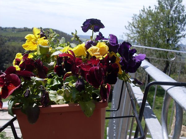 Podere Il Poggiolo - foto 14673.jpg