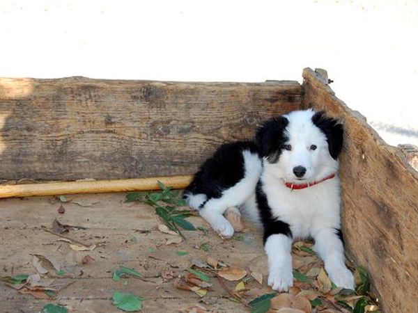 Agriturismo lOliveto - foto 15099.jpg