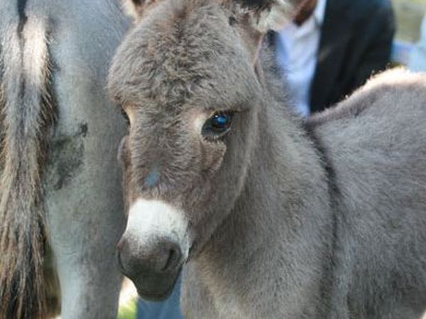 Il Borgo della Colomba - foto 15224.jpg