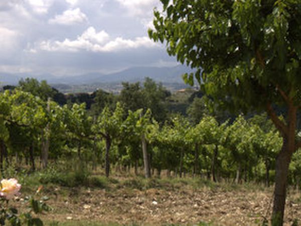 Cardinal Girolamo - foto 3797.jpg