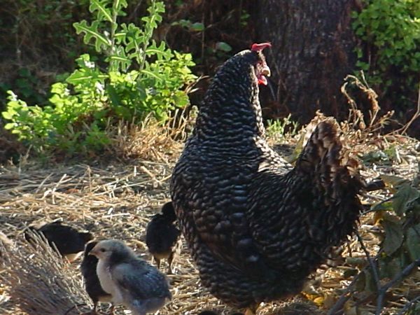 Agriturismo La Cantina - foto 16399.jpg