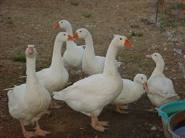 Agriturismo La Cantina - foto 16400.jpg