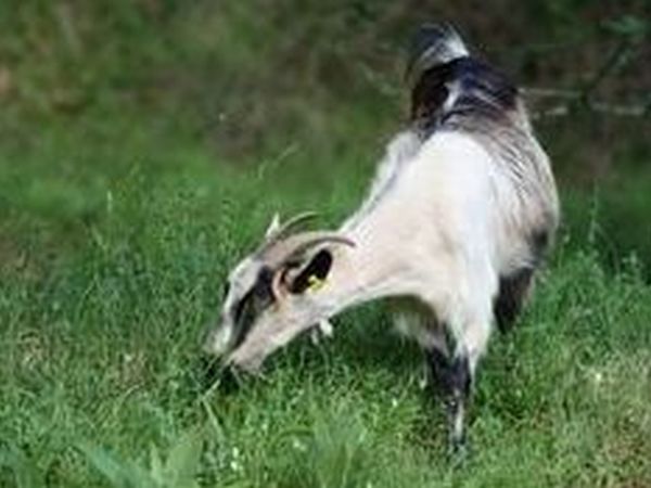 Agriturismo Fanny - foto 16608.jpg