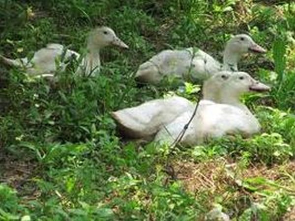 Agriturismo Fanny - foto 16609.jpg