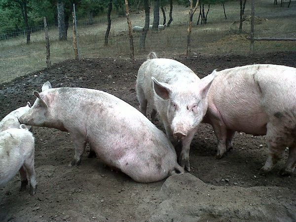 Agriturismo Il Pratone - foto 17078.jpg