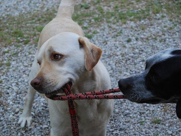 Canto degli Alberti - foto 17149.jpg