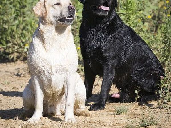  Tenuta Castellare di Tonda - foto 17420.jpg