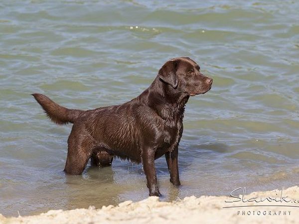  Tenuta Castellare di Tonda - foto 17422.jpg