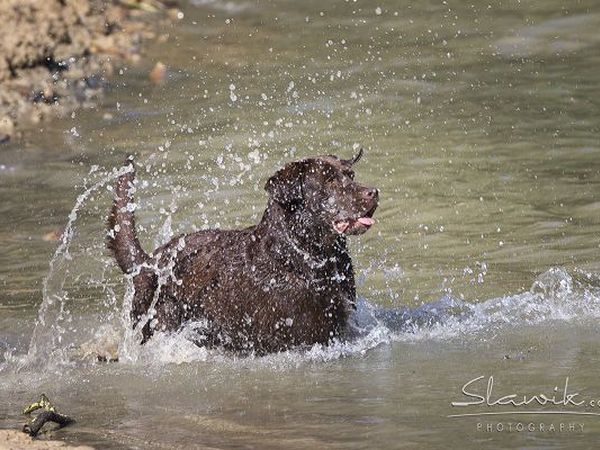  Tenuta Castellare di Tonda - foto 17428.jpg