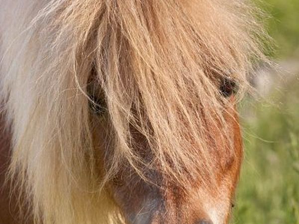 Agriturismo Poggio Diavolino - foto 17559.jpg
