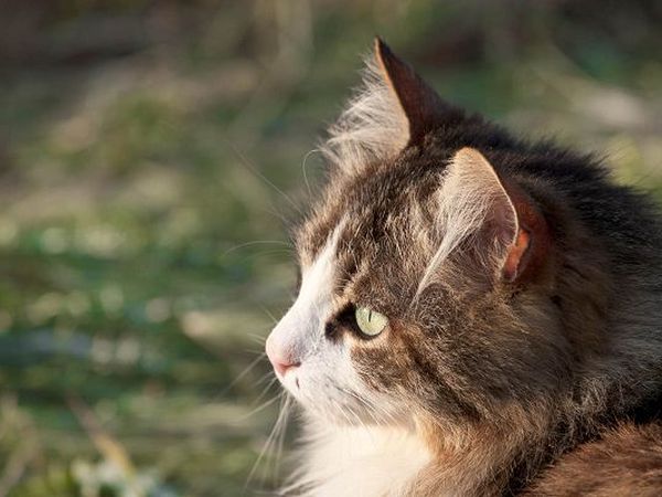 Agriturismo Poggio Diavolino - foto 17560.jpg