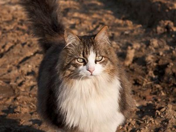 Agriturismo Poggio Diavolino - foto 17566.jpg