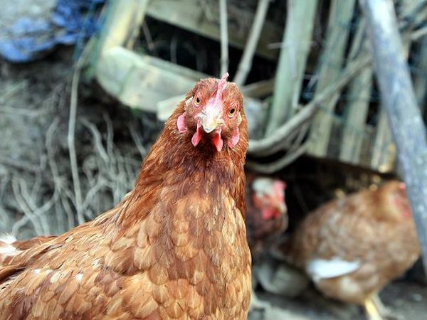 B&B Podere Cerreta - foto 17973.jpg