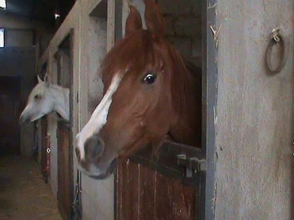 Agriturismo Maniero Cerulli  - foto 18702.jpg