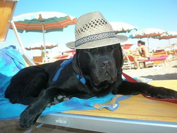 Rimini Dog No Problem - Bagno 81 Rimini - foto 18752.jpg