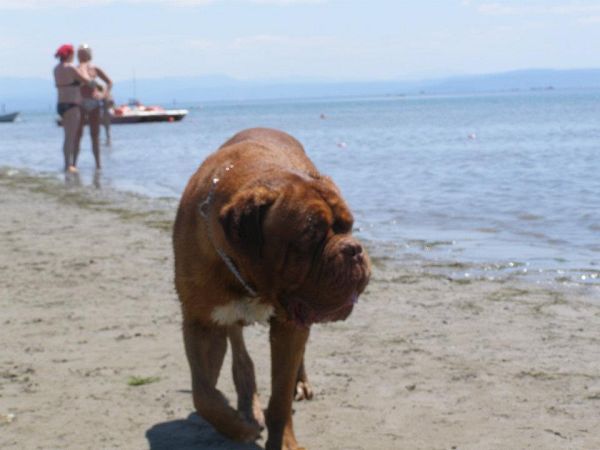 La Spiaggia di Snoopy - foto 18935.jpg