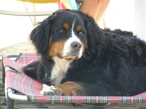 La Spiaggia di Snoopy - foto 18939.jpg