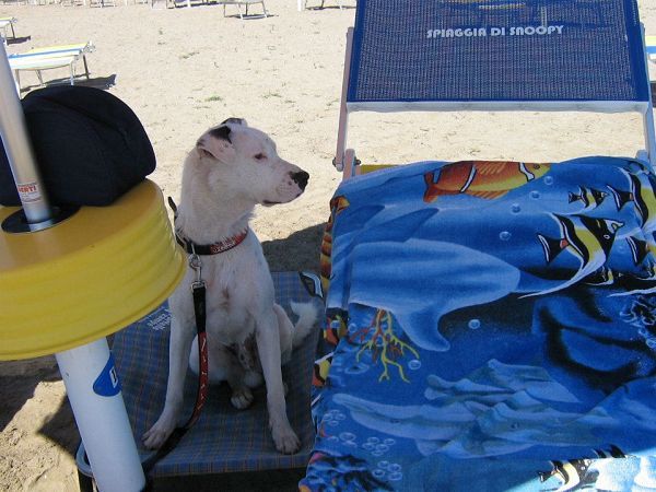La Spiaggia di Snoopy - foto 18941.jpg